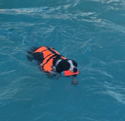 A Pawsitive Dawg offers "Dawg" Swimming Safety Lessons (when weather permits)