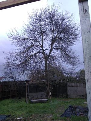 My beautiful shade tree.  It shaded by entire back yard