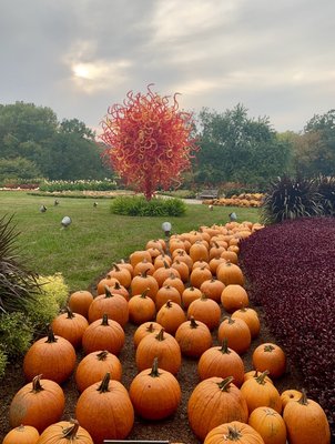 Chihuly nights at Cheekwood