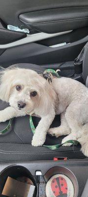 Savannah Mae...after being groomed at CC'S Pet Spa