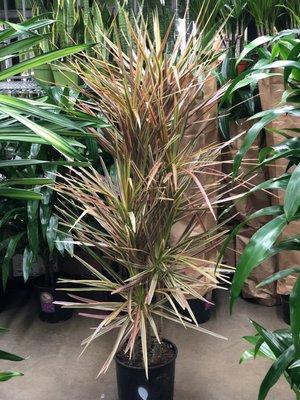 Dracaena TriColor, so beautiful!!