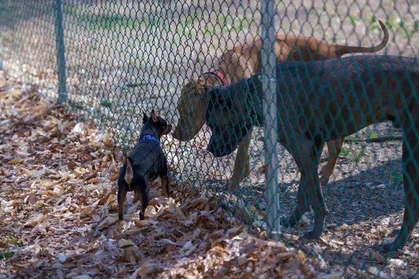 Big dogs and small dogs are separated.