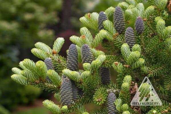 Abies koreana 'Aurea' -cones