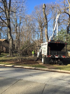 Tree removal