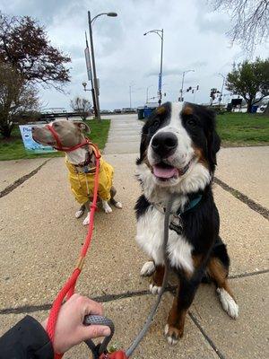 Benji on a Chicago group walk with his buddy Ramen!