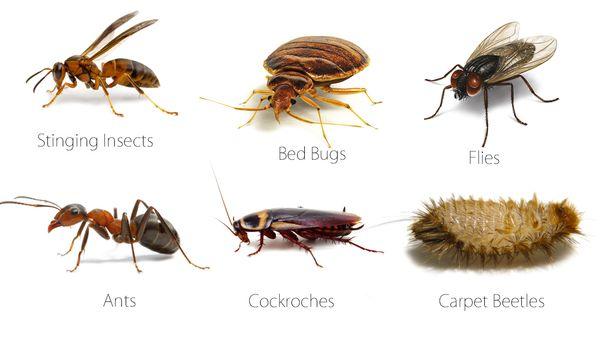 Call Us for any Pest Control Service