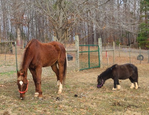 Rescue horse Ginger with mini Flicka.