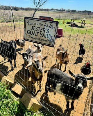 Jester Farm