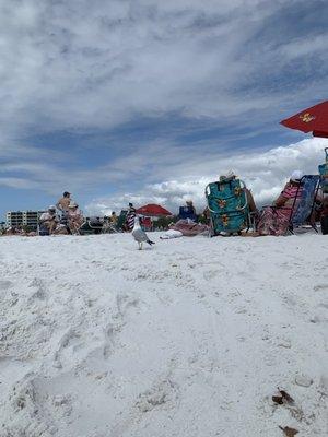 Siesta Beach Rentals