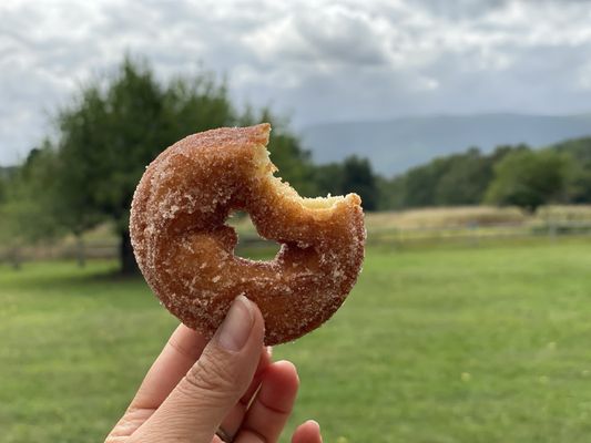 Maybe one of the best apple cider donuts I've ever had