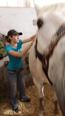 Equine Massage Therapy