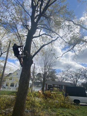 Pruning maples