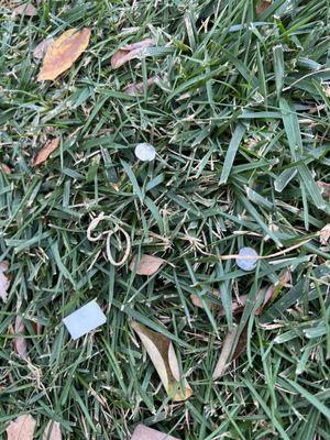 Nails and staples in grass