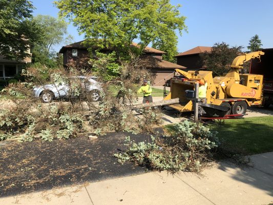 Grinding up the old tree