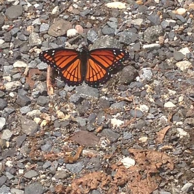 A lovely monarch butterfly resting on the trail towards one of the active beaver lodges.