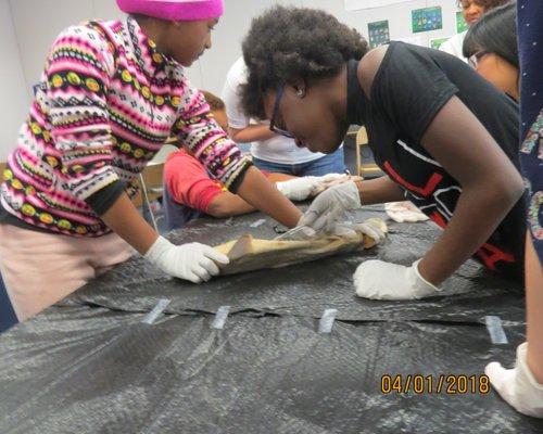 Shark Dissection