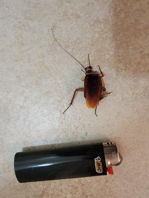 HUGE cockroaches!!!