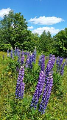 lupines