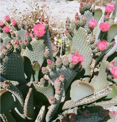 Cactus flowers located in the ocotillo forest in Coyote Canyon.