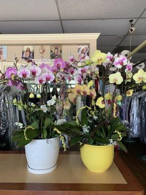 Pictures of flowers at the front desk.