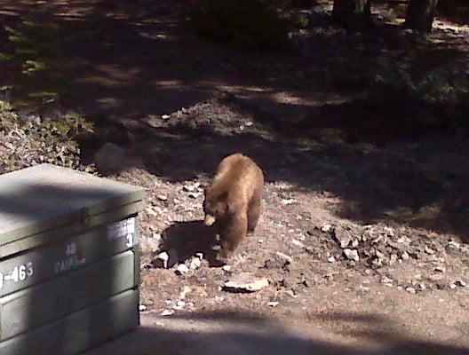 Real Estate office with the occasional visit from a wild animal.