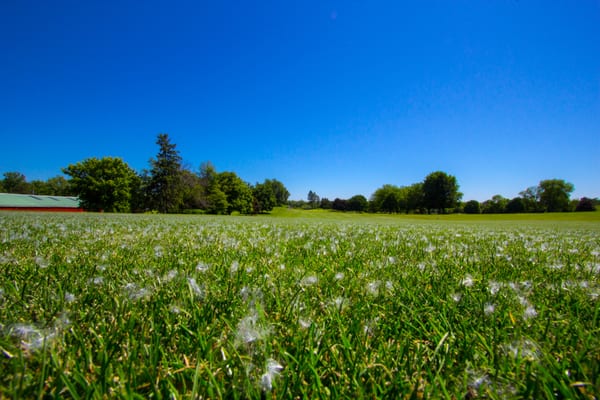 Cottonwood falling like snow in July at the Cary Country Club, hole # 13.