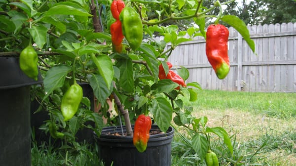 Bhut Jolokia