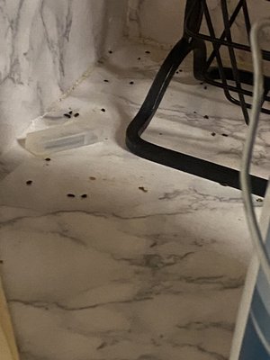 Mice feces on my kitchen countertop after maintenance allegedly closed holes