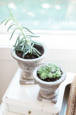 Potted plants