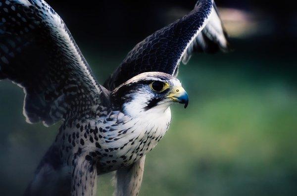 The Peregrine Falcon or Peregrine is the fastest animal on Earth!