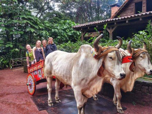 Hanging out in a Costa Rican traditional oxcart  at La Paz Waterfall Gardens!