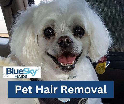 Do you love your dog or cat, but find it hard to keep up with the pet hair?  We can solve the problem ASAP!