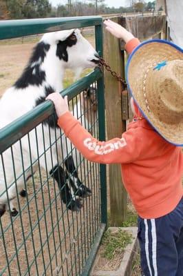 Sweet, playful goats!