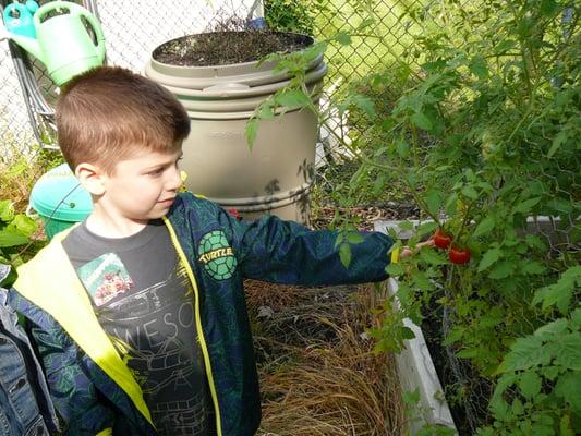 Picking tomatoes in our garden.