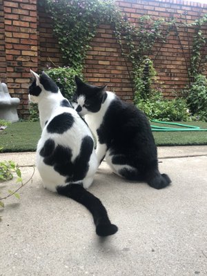 Kitties in the yard pre excavation.