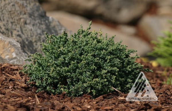 Juniperus horizontalis 'Blue Pygmy'