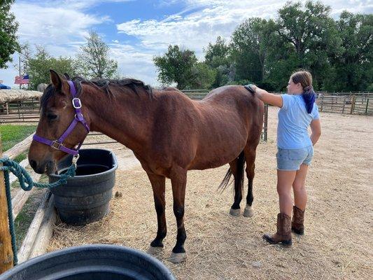 Putting the love in the horses, making them shine.