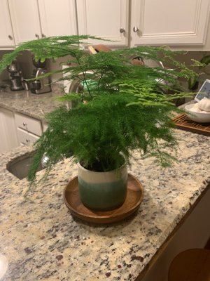 Asparagus fern