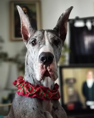 Rumor the Great Dane