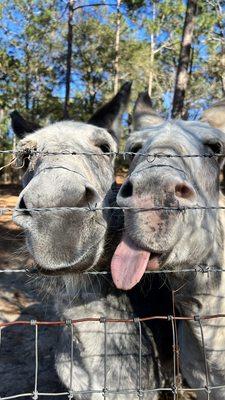 Donkeys