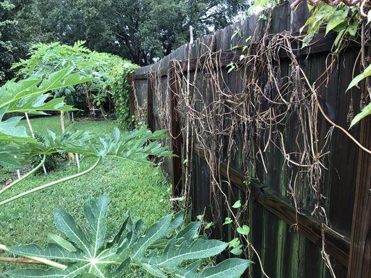 This is my fence less than 3 years later. Leaning even more and irrigation, destroyed by impaired laborers, fixed now