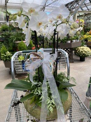 Orchid planter