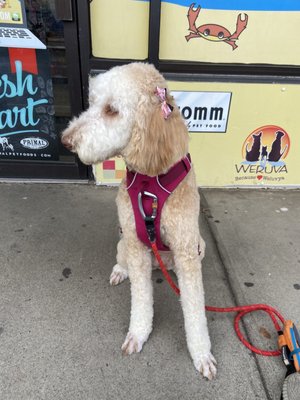 Bear after her day at the groomers