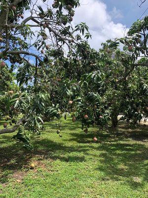 Best Mangos Jardin Rotolante Groves