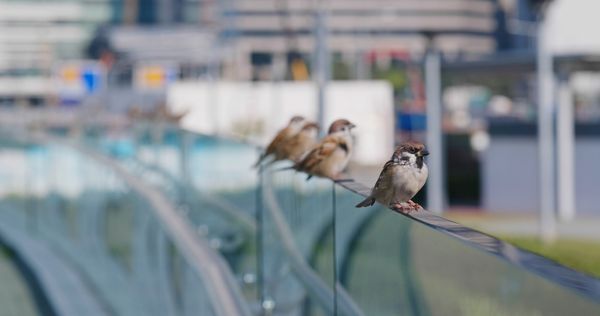 Commercial Bird Removal and Control