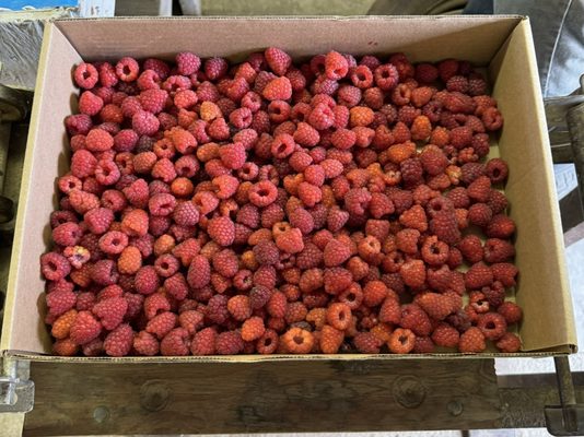 Hand picked raspberries