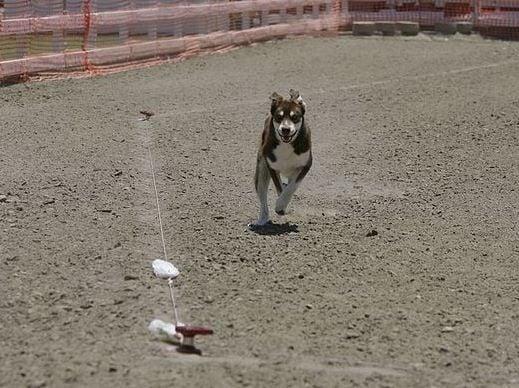 Odin running in the lure course.