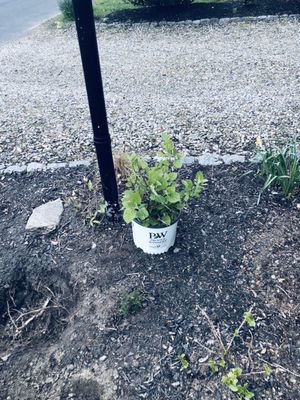 $60 hydrangea 8 inches