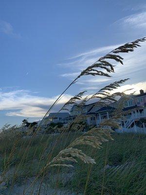 Sea Oats at Edisto