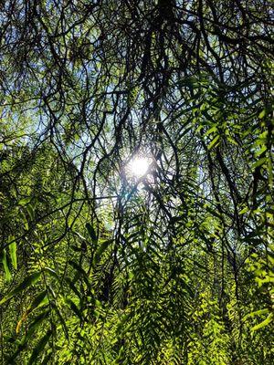 Underneath a Canopy of trees